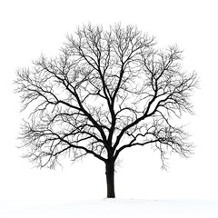 A majestic black and white tree, showcasing intricate details of its branches and foliage against a stark backdrop