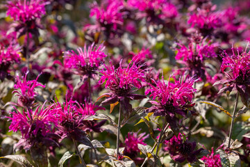 Field of Flowers Close-up 