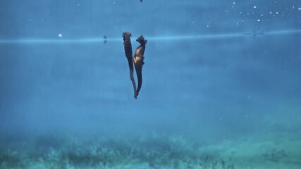 Two green seahorses dancing together swimming in blue water column in sunlight in oceanarium aquarium, Slow motion, Follow shot. Underwater marine exotic fauna nature, wild environment. Amazing beauty