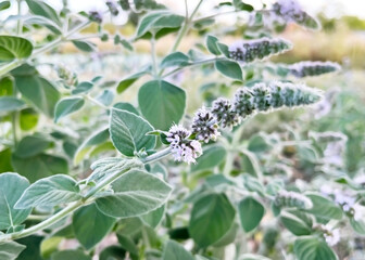 Fototapeta premium blooming mint with small purple flowers and green leaves