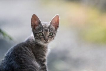 Cute little gray cat with green eyes on blurred background. Selective focus.
