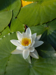 Der August im Garten, wei&szlig;e sch&ouml;ne Seerosen im Gartenteich