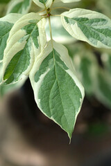 Wedding cake tree leaves