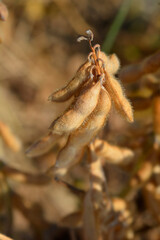 Soybean seed pods