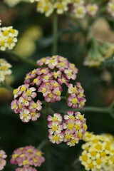 Milly Rock Red Yarrow flowers