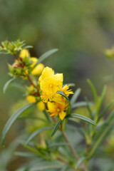 St Johns wort Gemo flowers