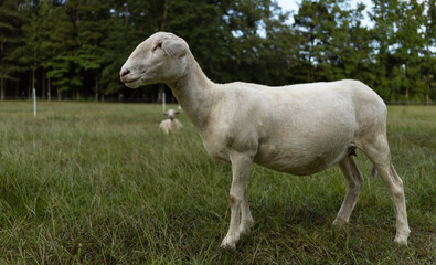 White sheep standing in its paddock