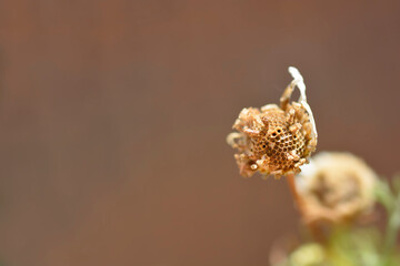 Common chamomile seed head