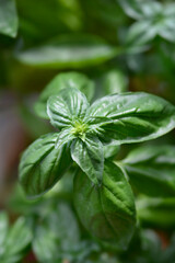 Common basil leaves