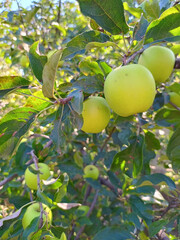 Ripe green apples on apple branch.