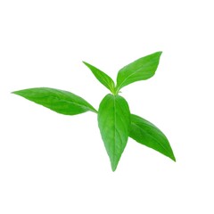 Obraz premium Kariyat leaves close up on white background.