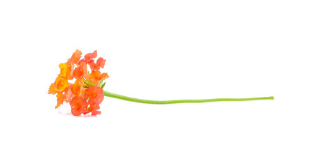 Latana camara flower close up on white background.