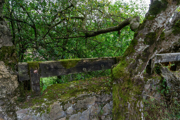 Magical places in the Cantabrian forest