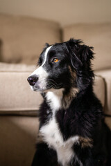 Bernese Mountain Dog