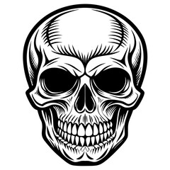human skull vector illustration