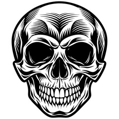 human skull vector illustration