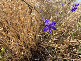 Consolida regalis, known as forking larkspur, rocket-larkspur, and field larkspur. Floral desktop background. Doubtful knight's spur, rocket larkspur.