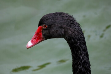 Close up head black swan in the river