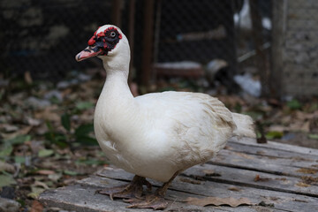 The white duck is live at farm