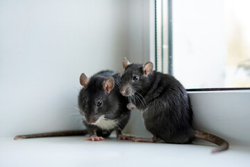 Two black rats on the windowsill