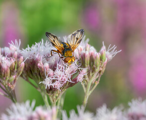 An colorful Tachinid fly, Ectophasia crassipennis a parasitic fly, male, feeding on nectar of flowers Eupatorium cannabinum, hemp-agrimony, in a garden, Germany 