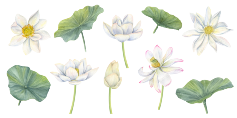 Blooming white lotus flowers. Water lilies with leaves and buds. Tropical Asian plants clip art. Multi petaled flower head. Watercolor illustration. For ayurveda product design, cosmetic package