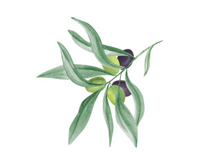 Olive twig with ripe and unripe olives. Lush dark green leaves. Branch with berry. Mediterranean lifestyle. Watercolor illustration. Fresh healthy ingredient for culinary themes, menu, recipes