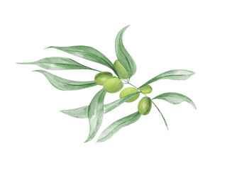Elegant olive branch with green olives and vibrant leaves. Mediterranean plant in abstract style. Lush foliage. Watercolor illustration. For bistros or gourmet kitchens menu, package decor