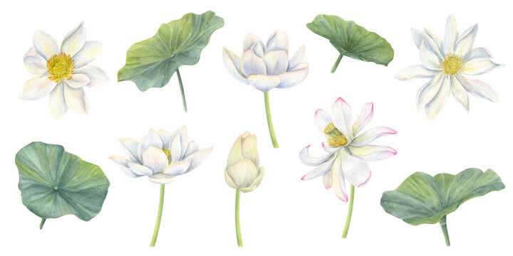 Blooming white lotus flowers. Water lilies with leaves and buds. Tropical Asian plants clip art. Multi petaled flower head. Watercolor illustration. For ayurveda product design, cosmetic package