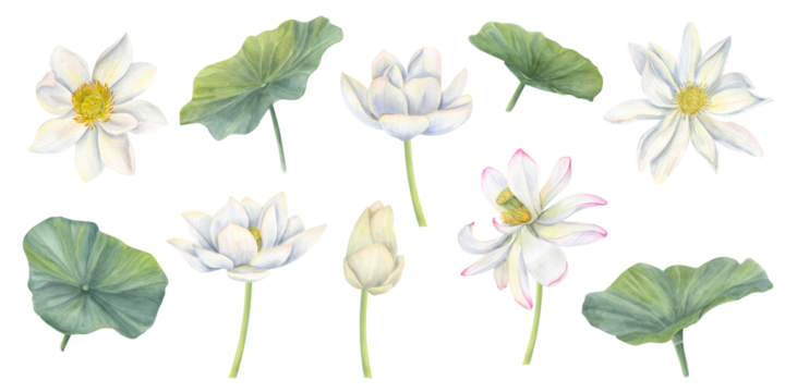 Blooming white lotus flowers. Water lilies with leaves and buds. Tropical Asian plants clip art. Multi petaled flower head. Watercolor illustration. For ayurveda product design, cosmetic package