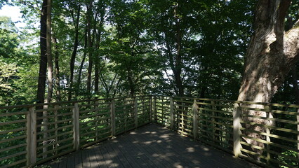 Lush Green Forest Sprawling Below the Lookout at Schlitz Audubon