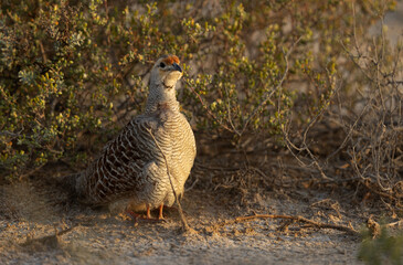 Closeup of Grey francolin hiding her chicks