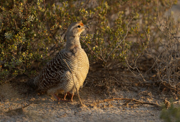 Grey francolin hiding her chicks