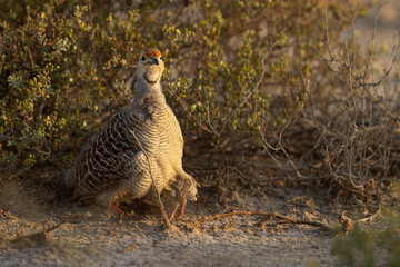 Closeup of Grey francolin chicks hiding in the feather of mother at Hamala, Bahrain