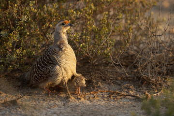 Closeup of Grey francolin chicks hiding in the feather of mother at Hamala, Bahrain