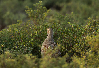  Grey francolin in the mid of  bush, Bahrain