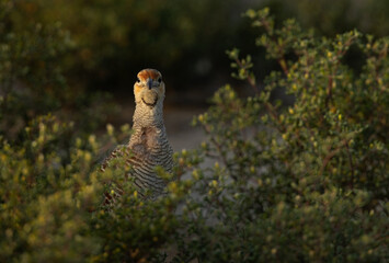 Closeup of a Grey francolin at Hamala in the morning