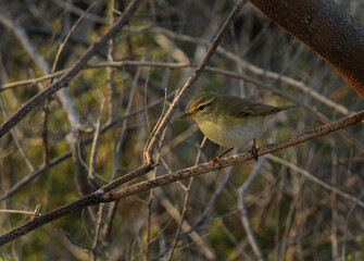 Common Chiffchaff at Buri farm, Bahrain