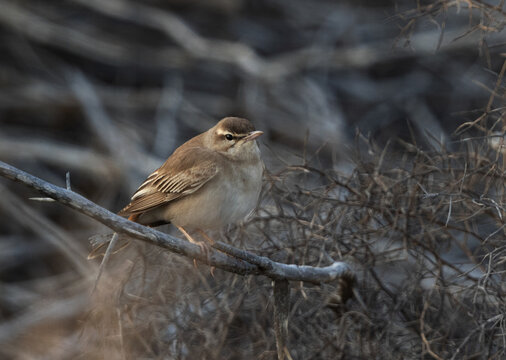Rufous-tailed Scrub Robin perched on bush at Hamala, Bahrain