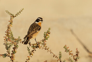 Whinchat perched on bush at Hamala, Bahrain