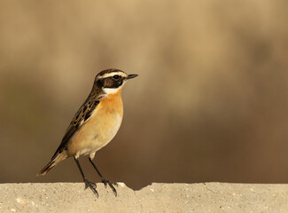 Closeup of Whinchat perched on concrete will at Hamala, Bahrain