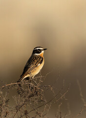 Portrait of a Whinchat perched on bush at hamala in the morning