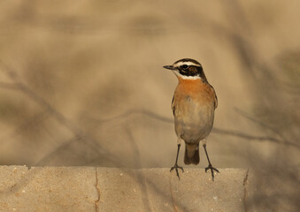 Closeup of a Whinchat perched on wall at Hamala, Bahrain
