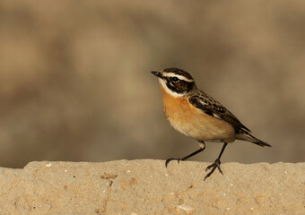 Whinchat perched concrete wall at Hamala, Bahrain