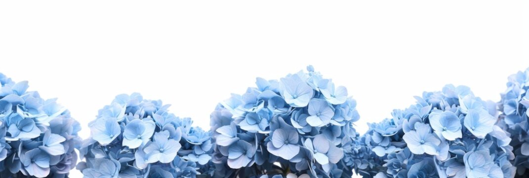 A border of blue hydrangea flowers, perfect for framing text or content