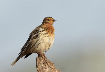 Red throated pipit perched on manure at Buri farm, Bahrain