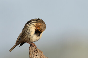 Red throated pipit preening at Buri farm, Bahrain