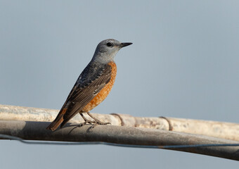 Closeup of Rufous-tailed rock thrush peched on pipe at Bahrain