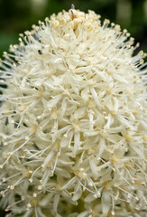 Bear Grass Blooms From Hundreds Of Small Flowers
