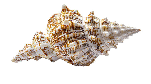  seashell with intricate patterns and texture, isolated on a white background